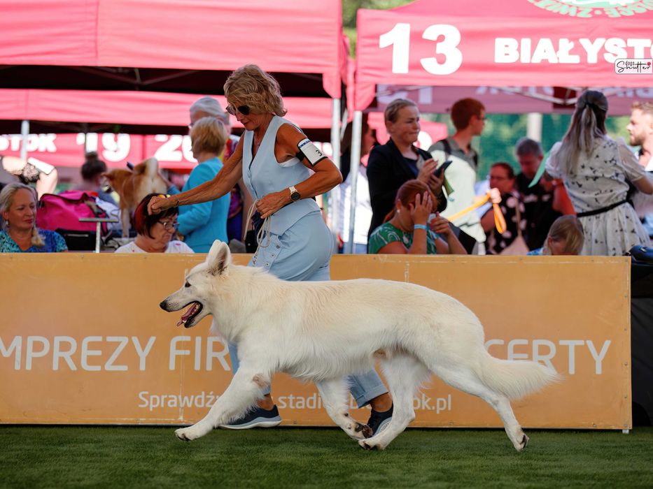 Biały owczarek szwajcarski  suczka od szkoleniowca!