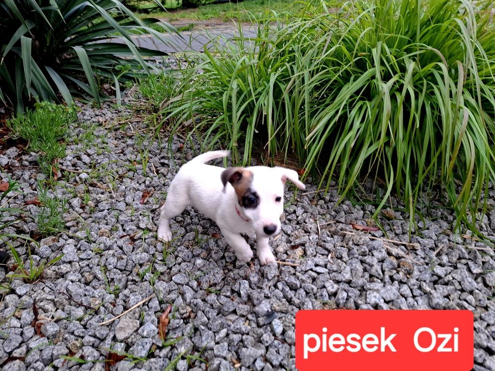 Malutki Ozi !!!  Jack Russell  do odbioru RODZICE W HODOWLI