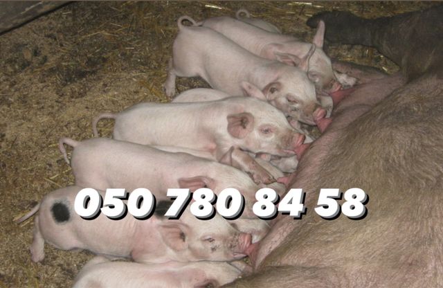 Свині, ПОРОСЯТА малі продам / велика біла порода / найкраща ціна!