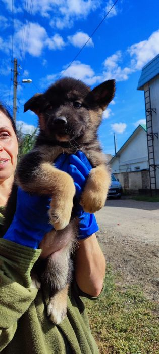Продаж. Німецька вівчарка