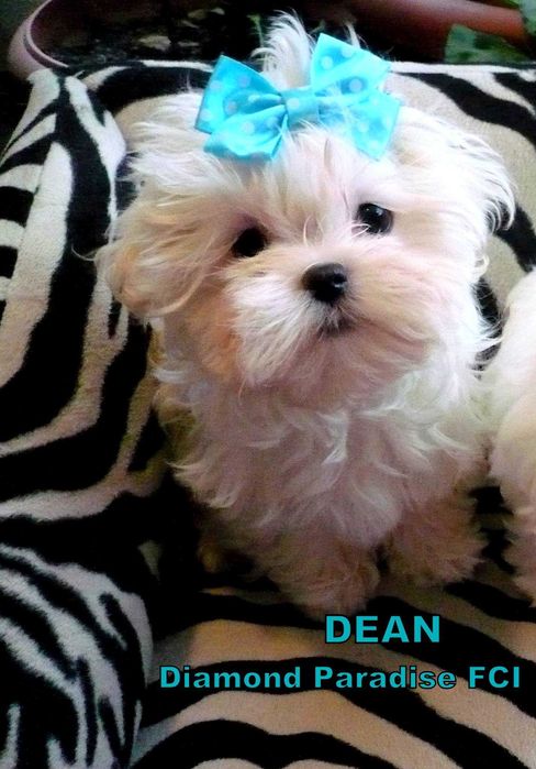 maltańczyk samiec z rodowodem FCI  - dorosły- koreańskie linie