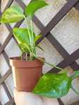 Epipremnum Aureum lub Hoya Carnosa