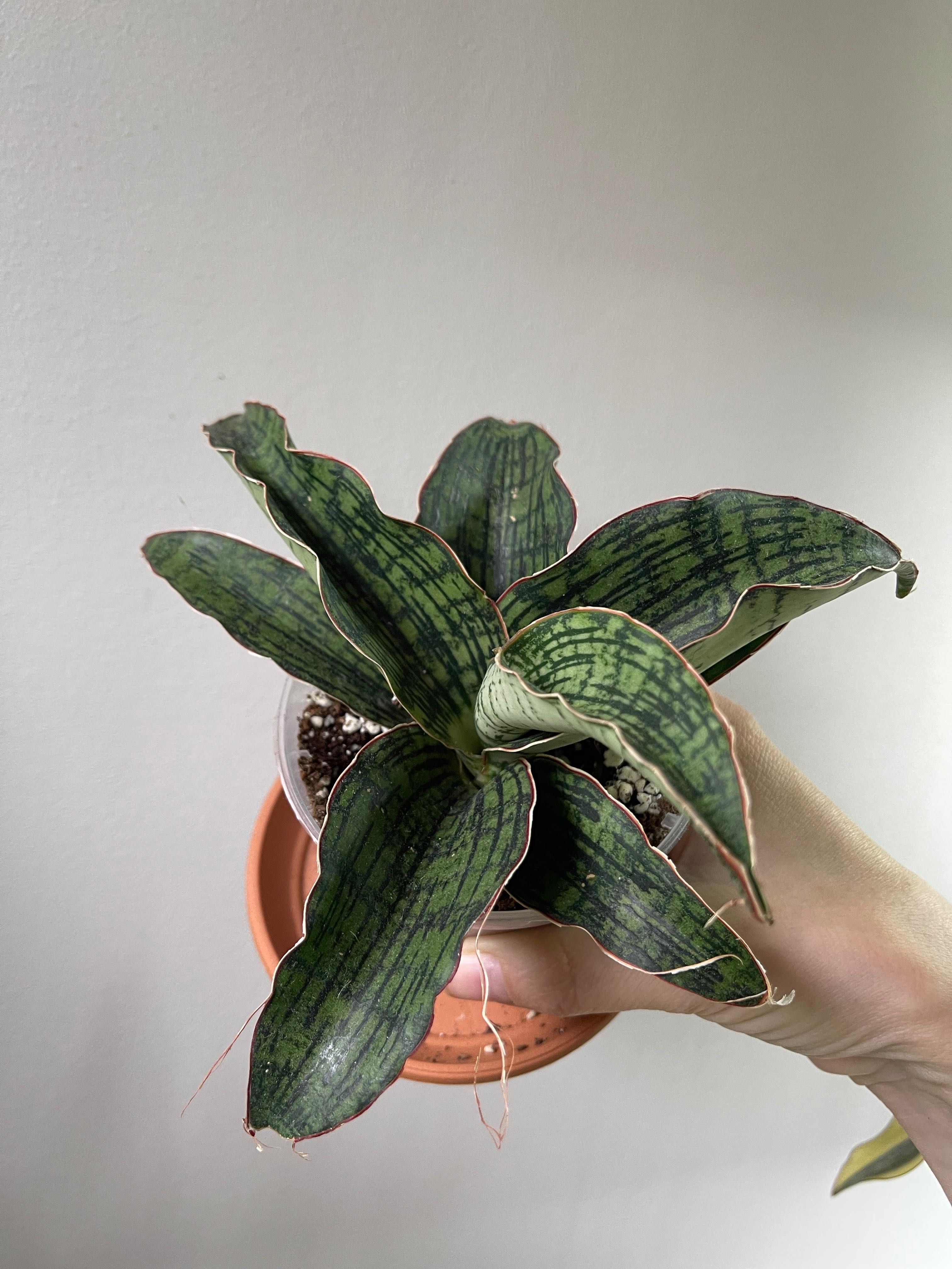 Sansevieria Cleopatra