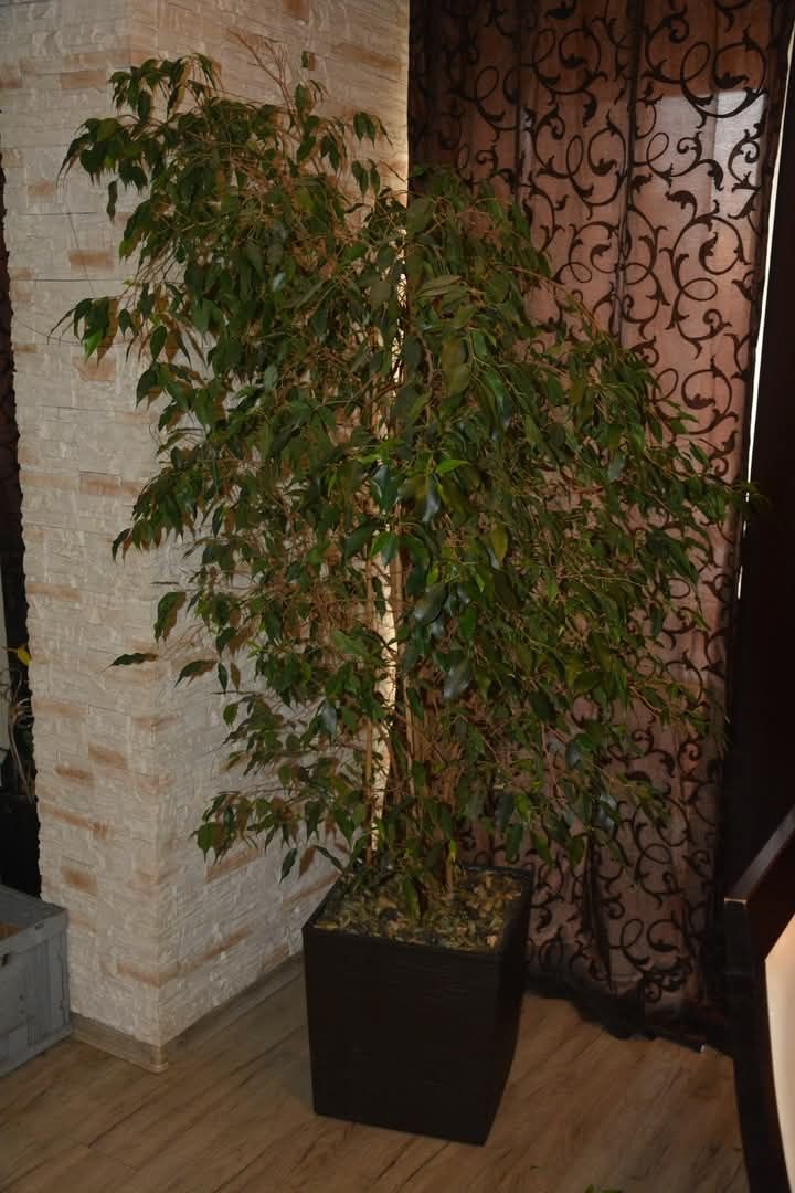 roślina ficus beniamina