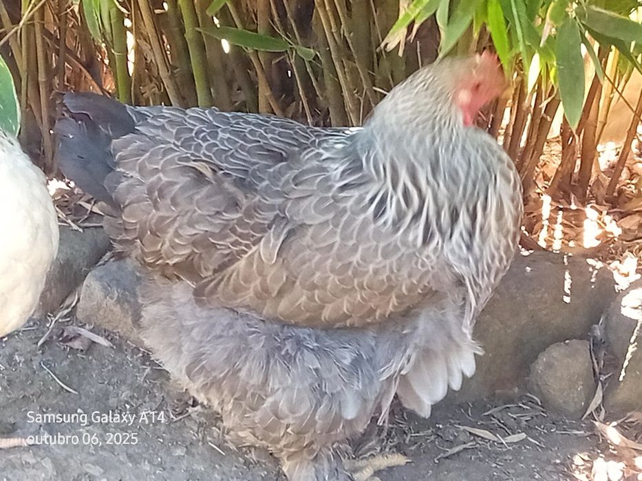 Galinhas brahmas,
