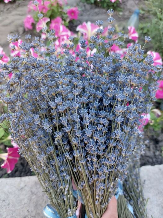 Продам саджанці лаванди