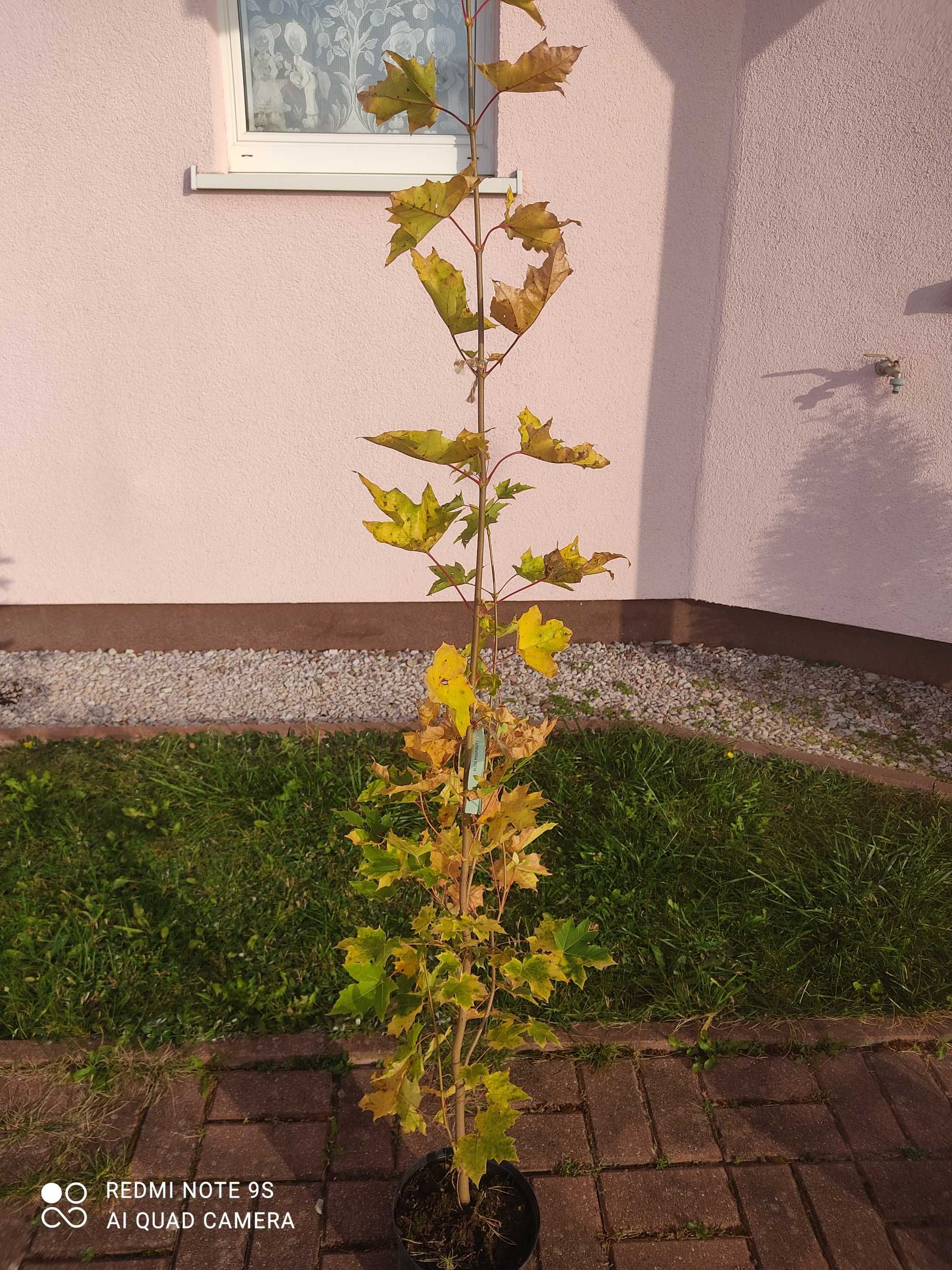 Drzewo klon pospolity wys. 150 cm w doniczce.