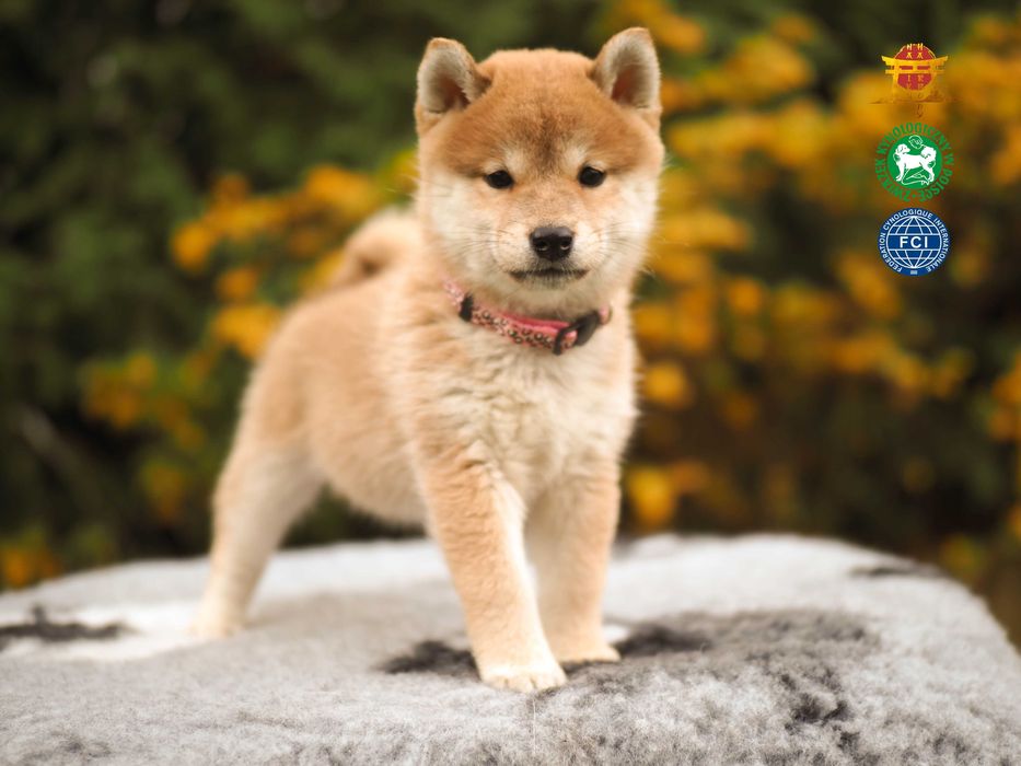 Suczka czerwona Shiba Inu ZKwP FCI szczeniak