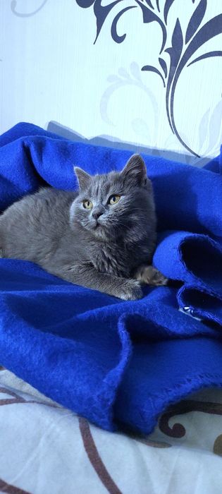 Шикарне шотландське кошеня