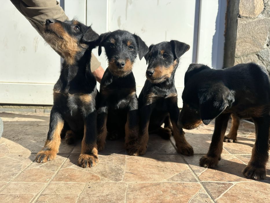 Цуценята Німецький ягдтерʼєр