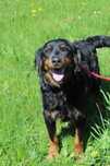 104835 Willy do adopcji