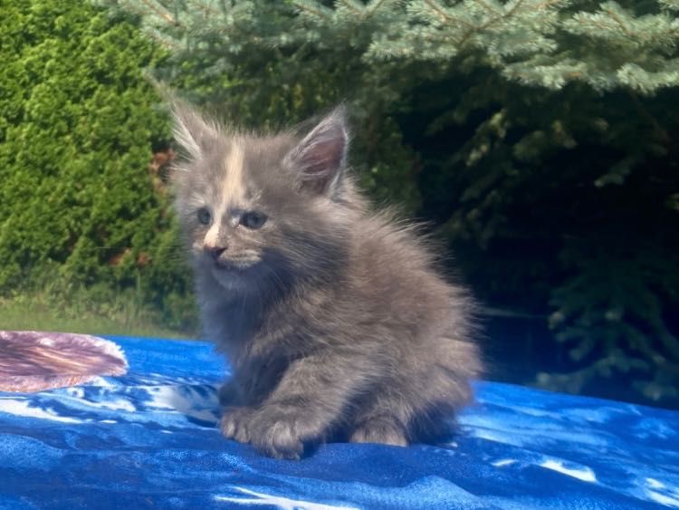 Maine Coon -Niebieska  Dymna Szylkretka!