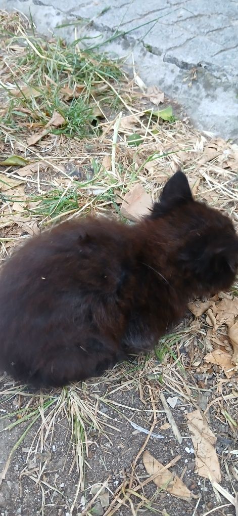 Gatinhas bebés procuram lar