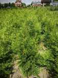 JESIENNA PROMOCJA !! Tuja Tuje Brabant 130 cm Sadzenie