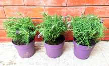 Alfazema (Lavanda / Lavandula)