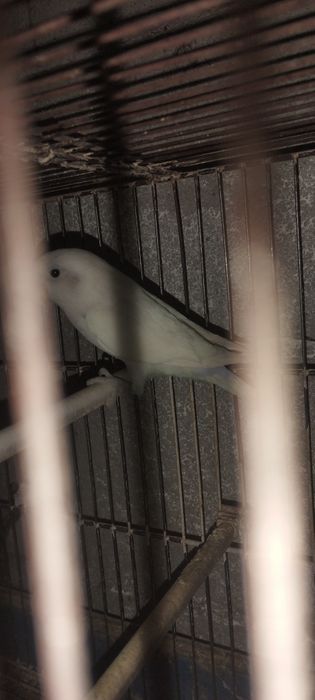 Vendo casal de agaponis