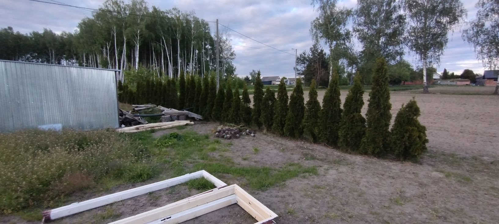 Tuja szmaragd około 200cm