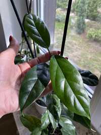 Hoya coriacea 2liscie