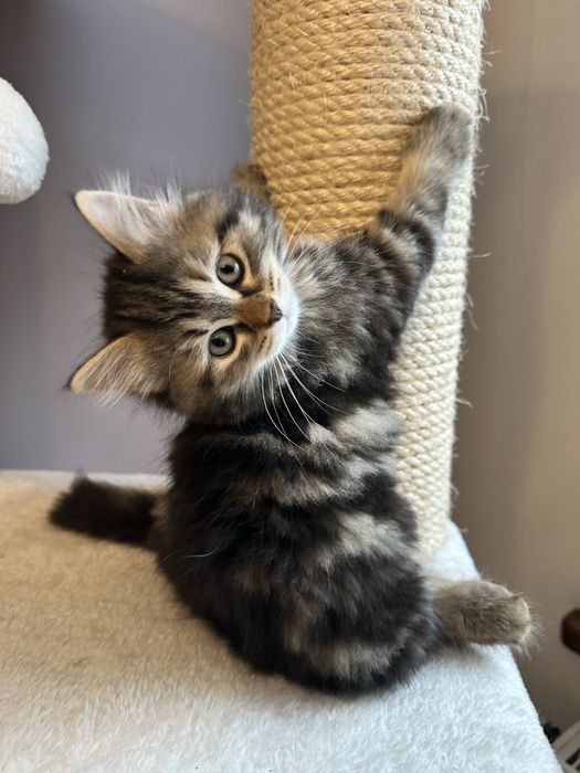 Piękna Kotka Syberyjska AIKO SeverynKa*PL