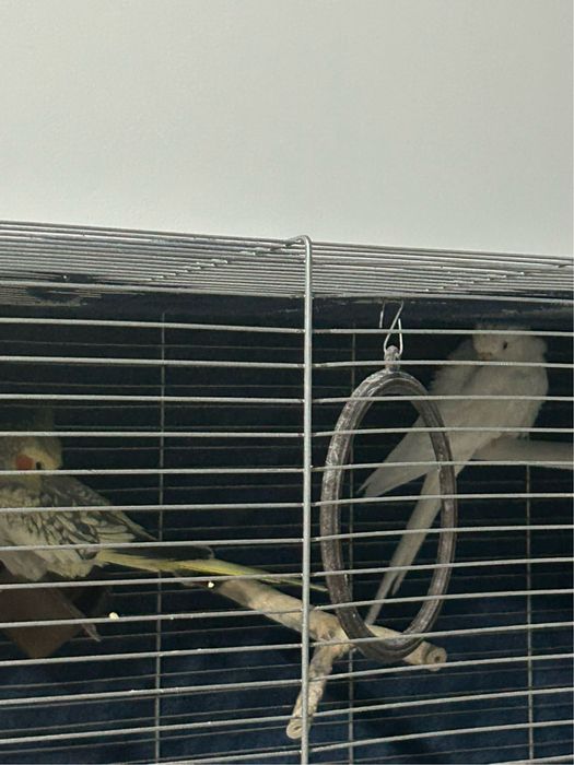 sprzedam parkę nimf