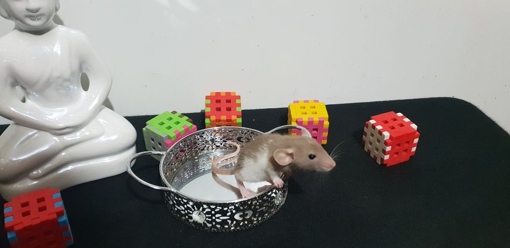 Szczury szczurki wiele kolorów sierść fuzz rex standard