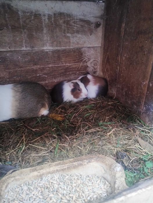 Świnki morskie do sprzedania