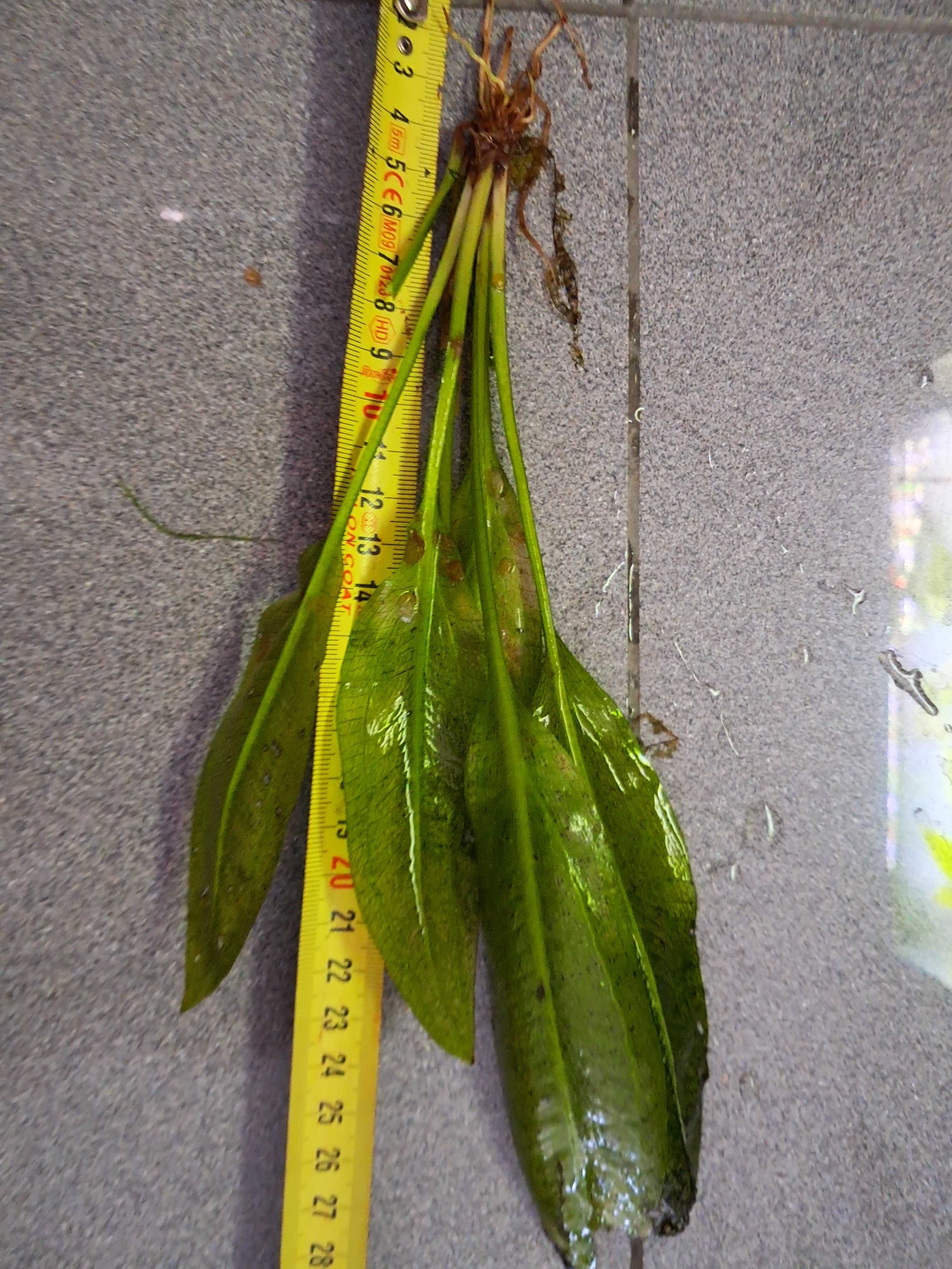 Planta echinodorus 4