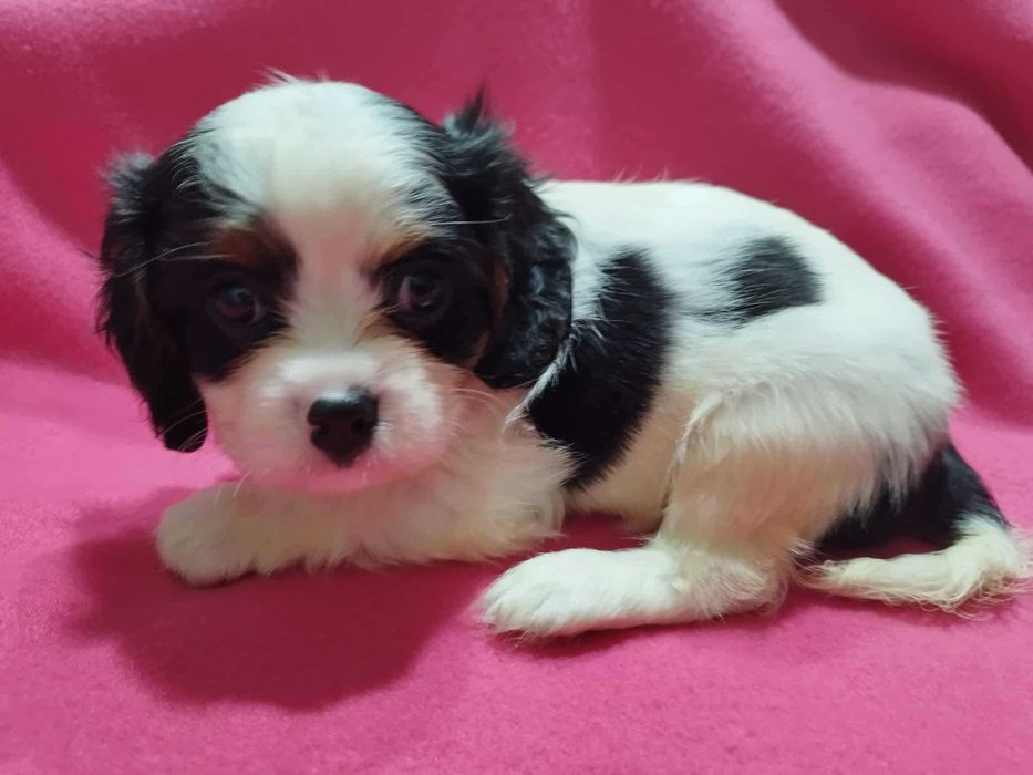 *** Cavalier King Charles Spaniel Malutki Chłopczyk ***