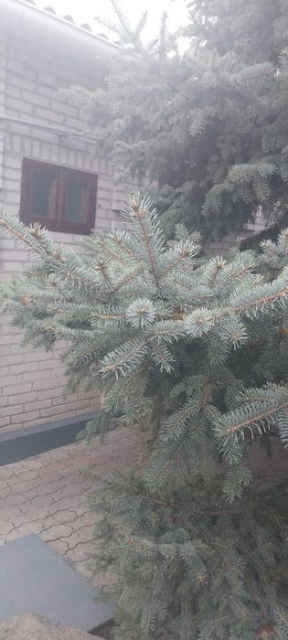 Власник! Здам будинок Шевч.р-н