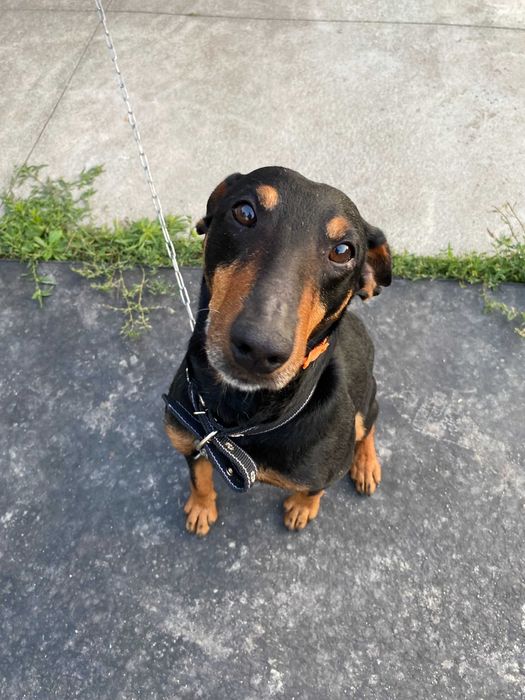 Знайдено ягдтерьера