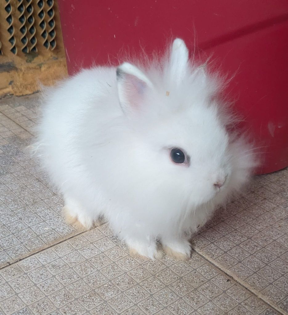 Coelhos anões bebés