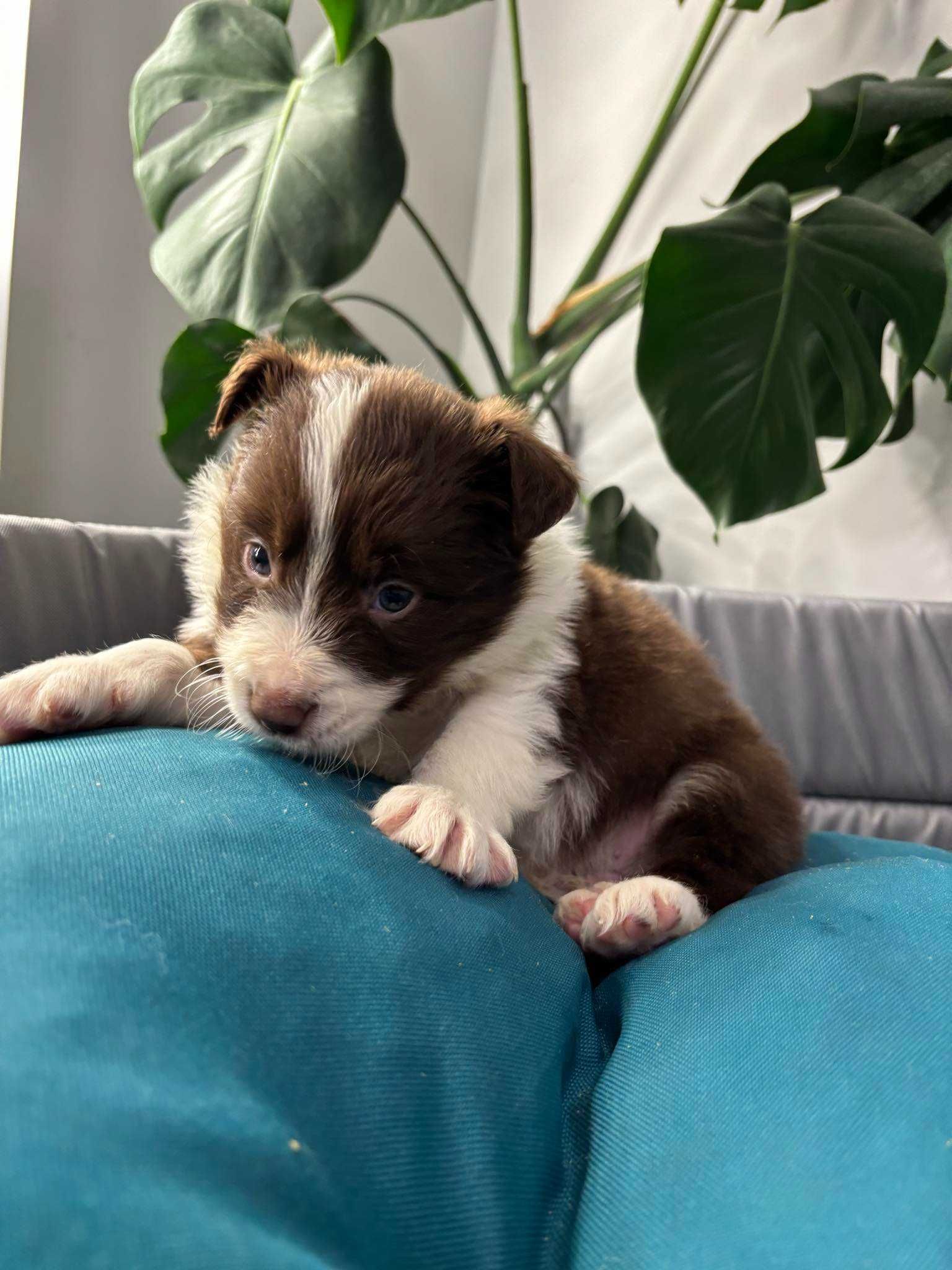 Szczeniak Border Collie FCI