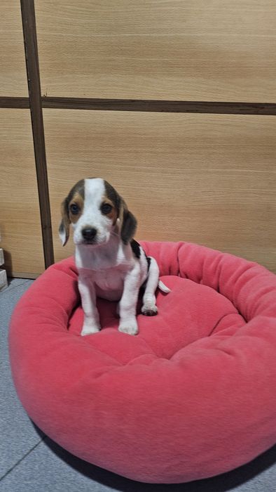 Beagle tricolor fêmea