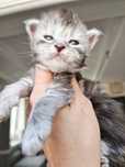 Maine coon od behawiorysty kocurek srebrny po shaded championie