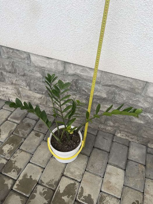 Замиокулькас долларове дерево