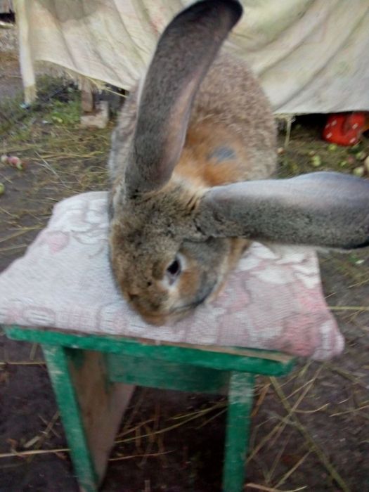 Домашні кролі