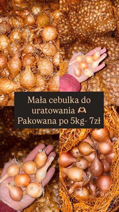 Cebula do uratowania