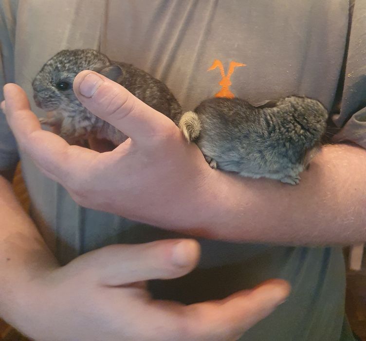 Szynszyle do rezerwacji młoda szynszyla młody szynszyl zamiast królik