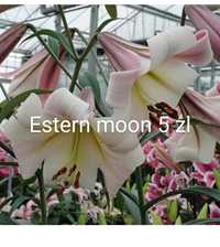 Estern moon lilie