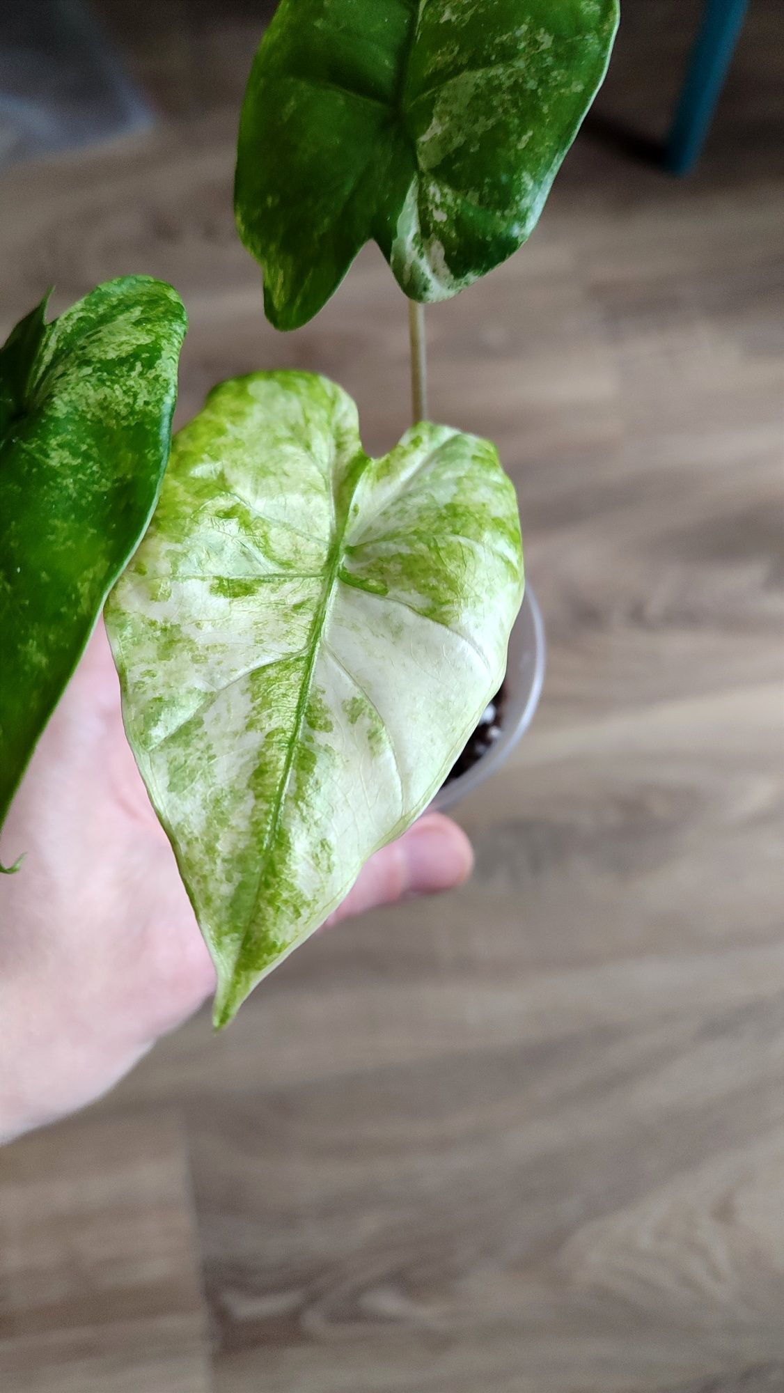 Алоказія махрохіза, Alocasia Machrorrhiza, махрохіза, вареїгатна