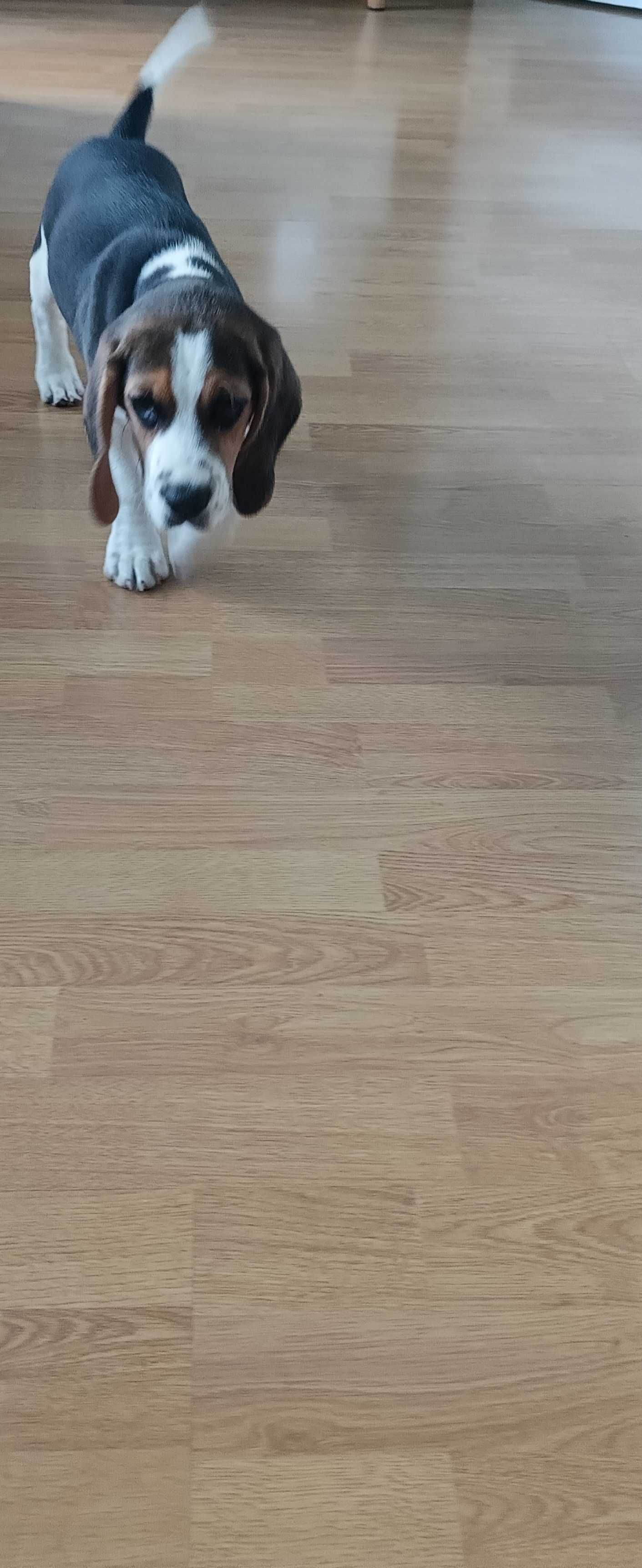 Psa rasy Beagle tanio sprzedam