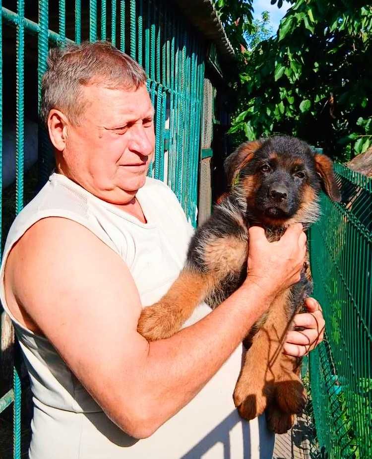 цуценята німецької вівчарки, народжені 07.05.2025