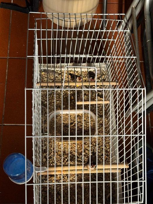 gaiolas e viveiros para aves