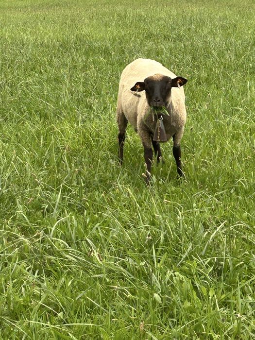 Owce jarki jagnieta