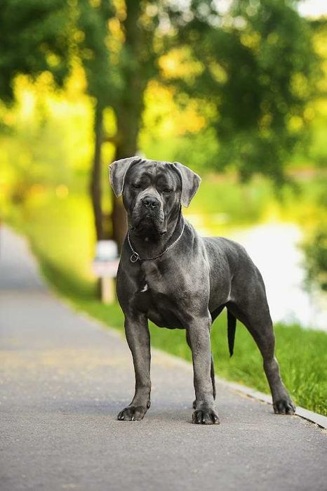 Предлагаеться Кане Корсо КСУ-FCI серая красавица