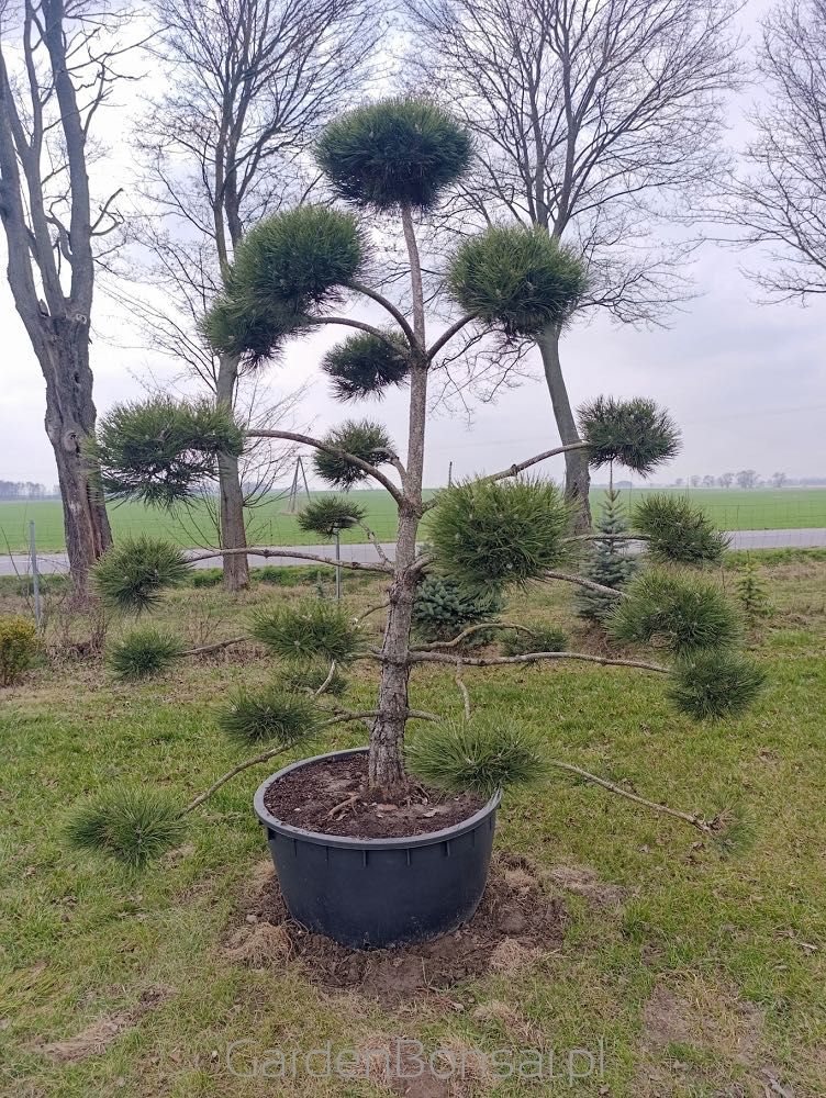 Bonsai - Sosna Czarna - Pinus Nigra - dużo gęstych "chmurek"  - 250 cm