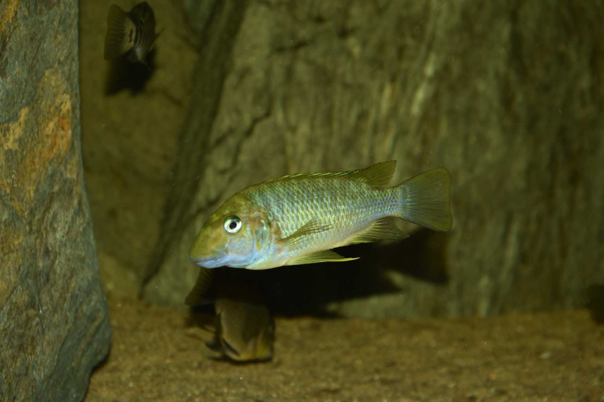 Petrochromis Macrognathus Kasanga Tanganika 10-12cm