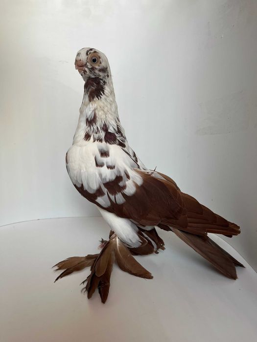 Motyl warszawski czerwony samiec