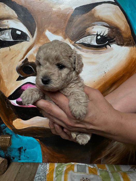 MALTIPOO 1FB - suczka | 75% PUDEL TOY (tata) 25% MALTIPOO (mama)