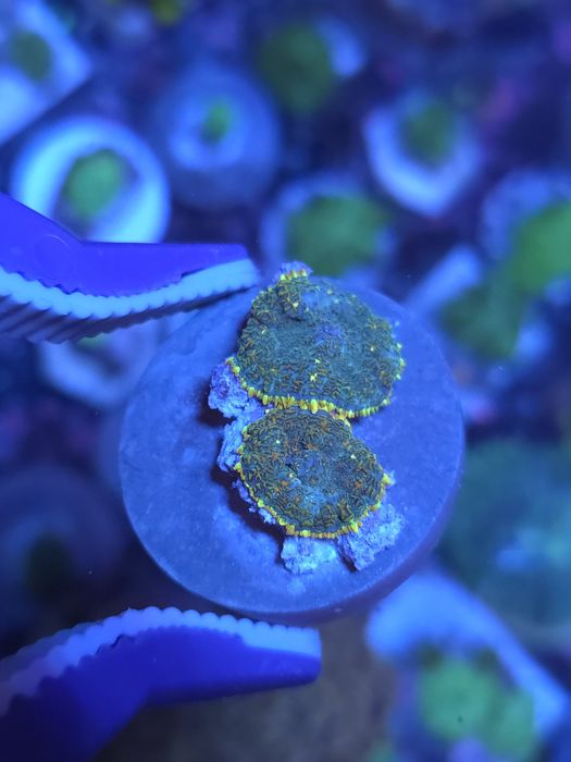 Discossomas corais de água salgada